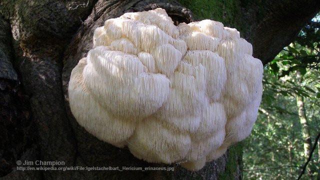 Lion's mane: a smart mushroom choice for memory, mood and clarity